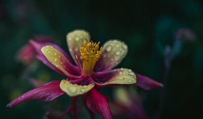 Garden flower