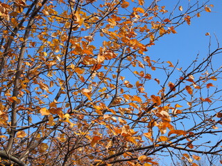 Autumn forest beauty. Golden tree leaves. Sun beam. Blue sky. Beautiful birch leaves swinging on a tree in autumnal Park. Fall