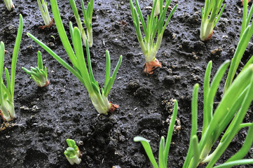 close-up of growing green onion in the vegetable garden