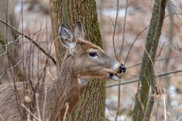 White-tailed deer in Wisconsin state park