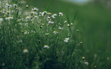 Wild flowers