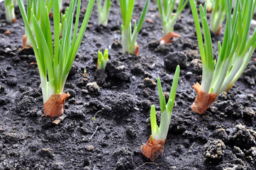 Obraz premium close-up of growing green onion in the vegetable garden
