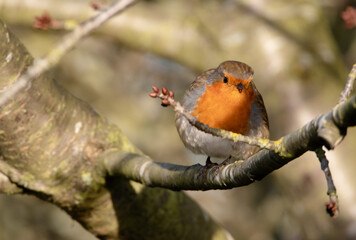 Robin perching on a branch with a budding twig in frame, looking towards the camera, surrounded by branches with an autumnal background. 
