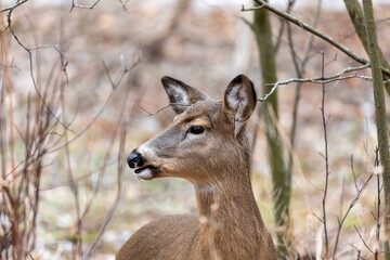 White-tailed deer in Wisconsin state park