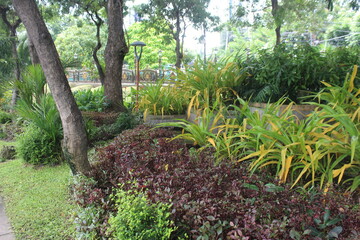 kinds of shrubs that grow in the garden