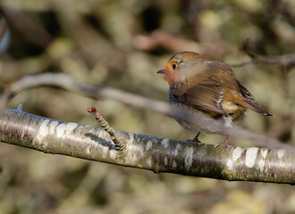 Robin perched on a tree, facing away from the camera, with a blurred background. 