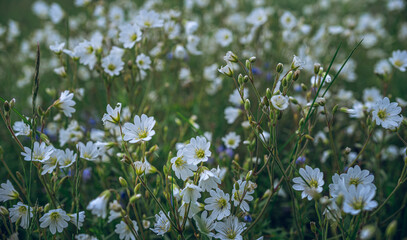 Fototapeta premium Wild flowers