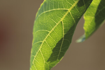 Greenery and Foliage on a stroll through the forest