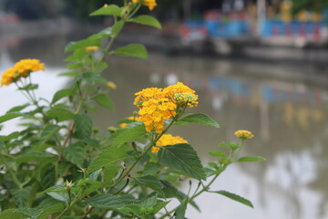 yellow flowers on the river