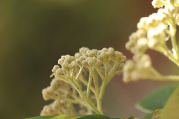 Bright flowers lighting up gardens at the start of summer