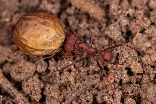 Adult Leaf cutter Ant