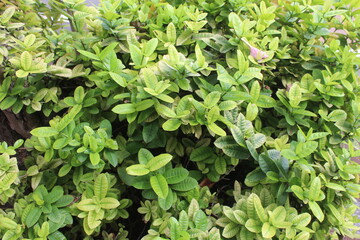 pattern of the leaf bush