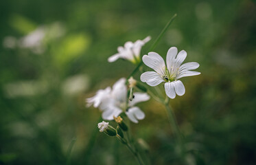 Wild flowers