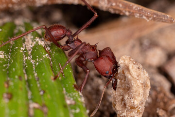 Adult Leaf cutter Ant