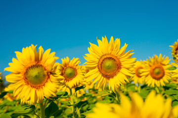 Fototapeta premium Close-up Sunflower blooming and bee in the garden on a natural background.