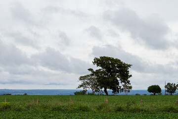 Campo verde com &aacute;rvores e dia nublado.
