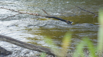 Branches sticking out of the water, fast river