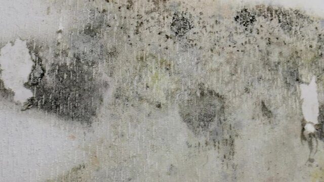 white wallpaper on the walls is moldy. black mold
