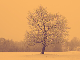 A large tree standing alone in Liford Park, covered in snow. Duo tone image