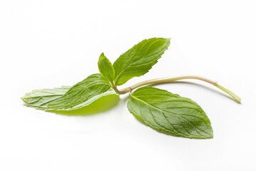 Fresh mint in closeup on a white background