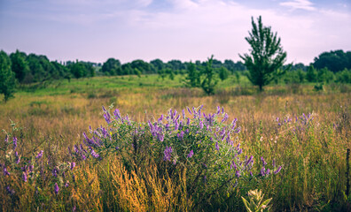 Obraz premium Wild flowers