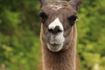 Obraz premium An angry alpaca glaring in the distance looking as if he's preparing to spit