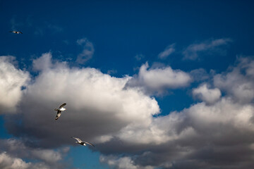 Fototapeta premium gaviotas entre nubes