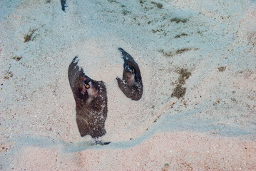Sand covered Atlantic Southern Stingray