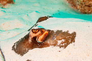 Closeup of a sand covered Atlantic Southern Stingray