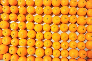 一面に整列するたくさんの温州みかん