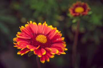 Garden flower