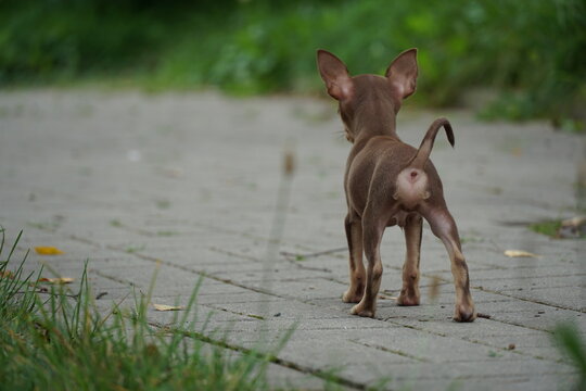 Small Ratter รูปภาพRatters – เลือกดูภาพถ่ายสต็อก เวกเตอร์ และวิดีโอ1,717 | Adobe Stock