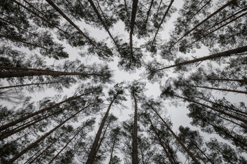 Korony drzew © Wojciech
