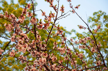 Branches of a blossoming apricot tree on a spring day