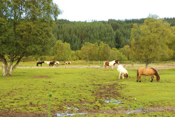 Grazing in the fields in the glen