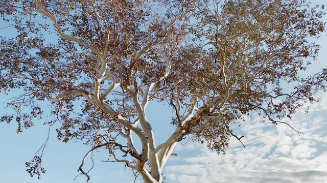 Nice plane tree branches with some brown winter leafs moving in the wind at Las Vegas Bay at Lake Mead in the winter, NV, USA. Slow tilt up.