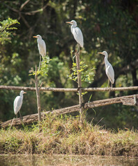 group of Great egret resting on wooden fence 