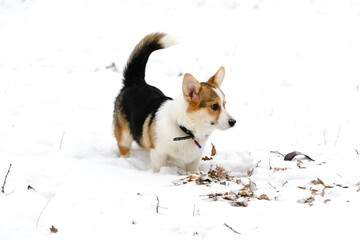 Welsh corgi pembroke puppy, tricolor, walks in a winter snow-covered park.