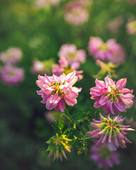 Fototapeta premium Garden flower