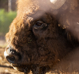 European bison (Bison bonasus), also known as the wisent. Muzzle of an animal at close range. © Piotr