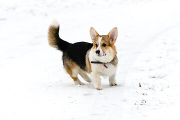 Welsh corgi pembroke puppy, tricolor, walks in a winter snow-covered park. Runs.