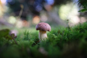chestnut boletus with bokeh