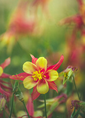 Fototapeta premium Garden flower