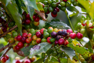Coffee Crops in Costa Rica