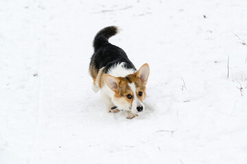 Welsh corgi pembroke puppy, tricolor, walks in a winter snow-covered park.