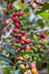 Coffee Crops in Costa Rica