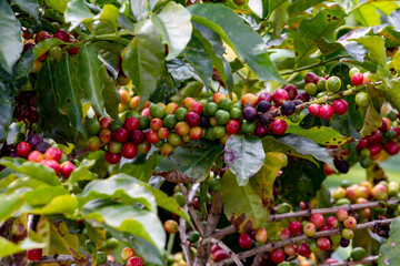 Coffee Crops in Costa Rica