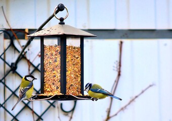Parus major on bird feeder