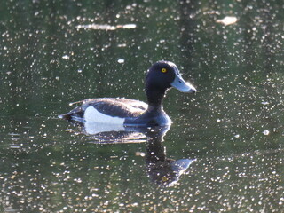 tufted duck right in the eye