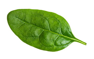 Fototapeta na wymiar single fresh leaf of Spinach leafy vegetable cut out on white background